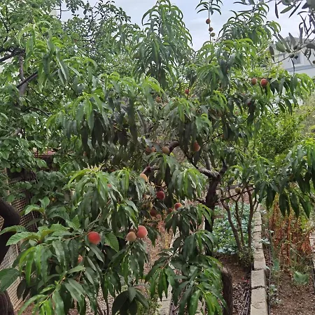 Hostel Adventurous Local